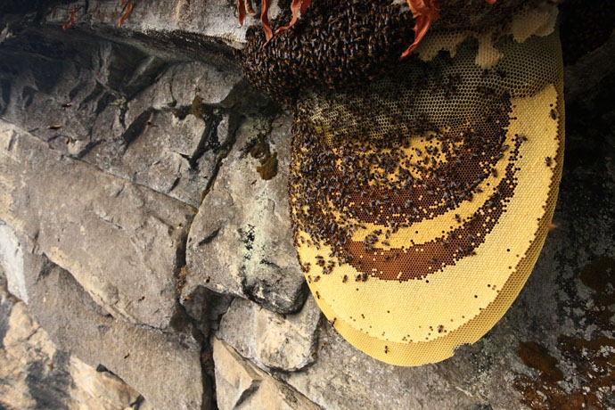 nepal_honey_hunters_09