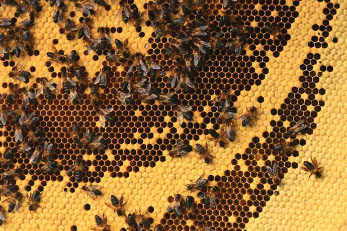 nepal_honey_hunters_18