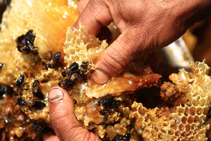 nepal_honey_hunters_21