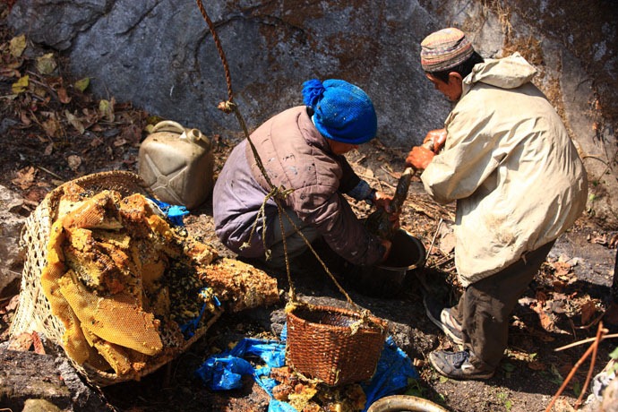 nepal_honey_hunters_23