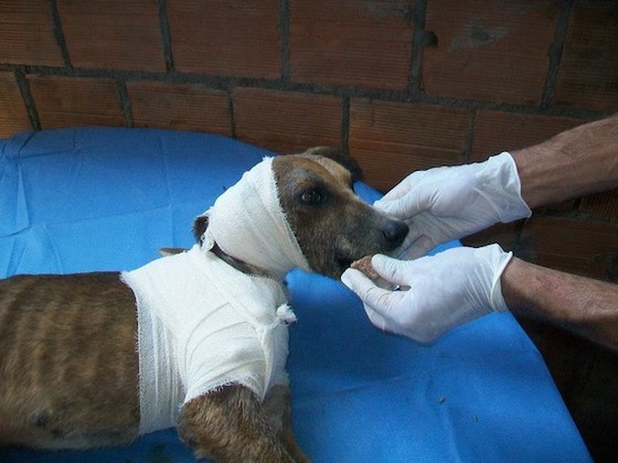 starved-dog11