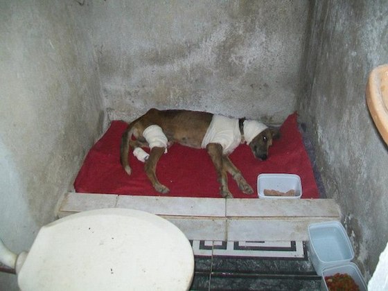 starved-dog14