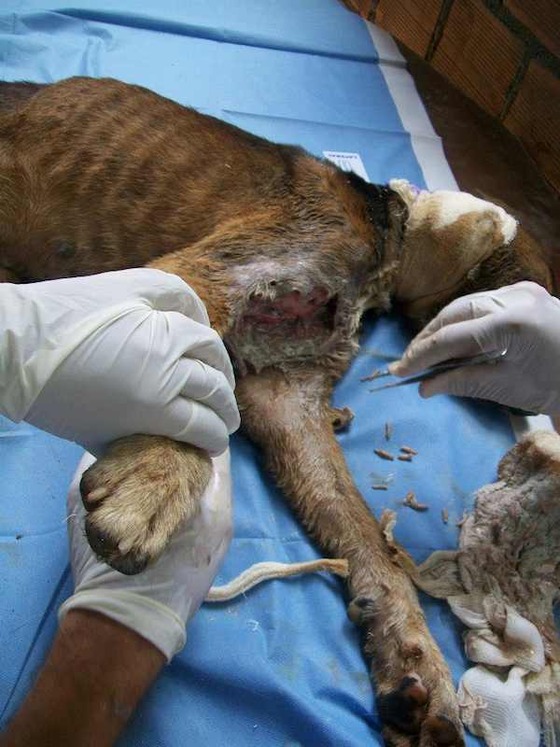 starved-dog16