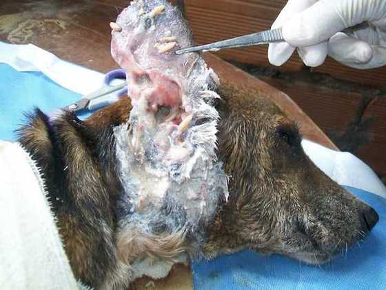 starved-dog17