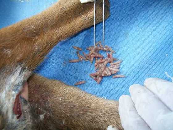 starved-dog18