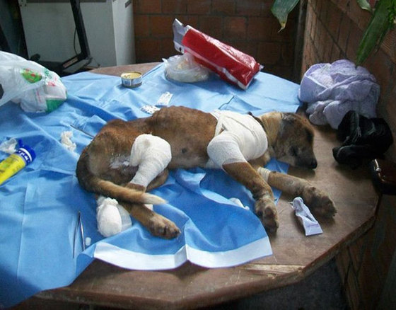 starved-dog21