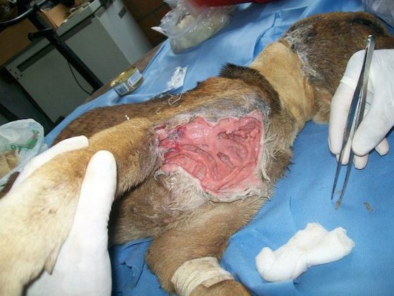 starved-dog24