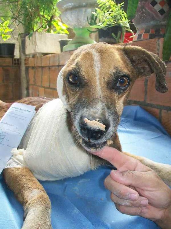 starved-dog29