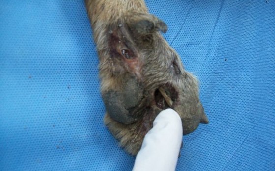 starved-dog3