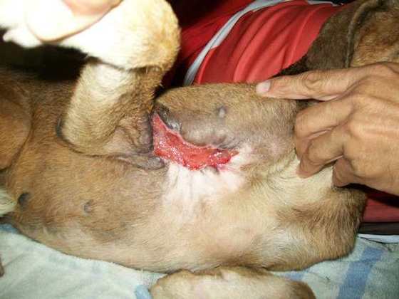 starved-dog33