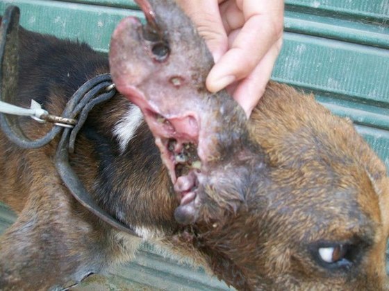 starved-dog4