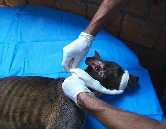 starved-dog6