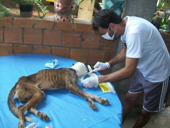 starved-dog7