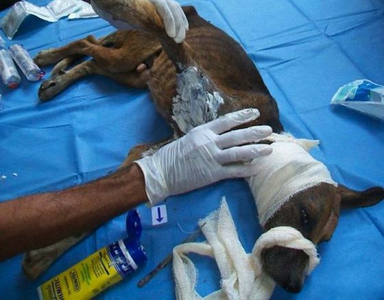 starved-dog9