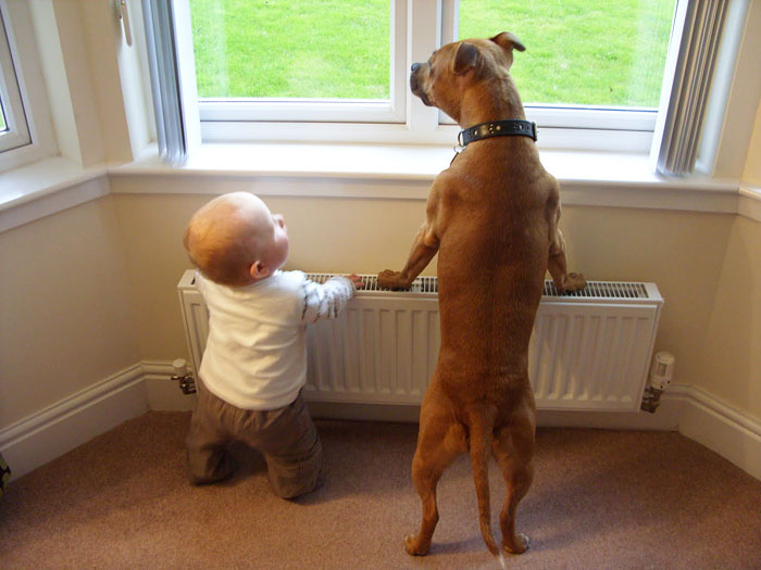 cute-big-dogs-and-babies-13