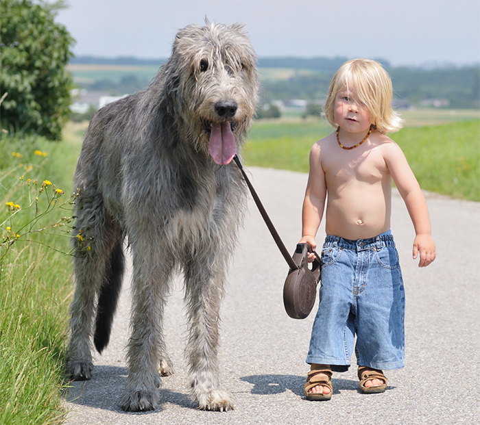 cute-big-dogs-and-babies-33