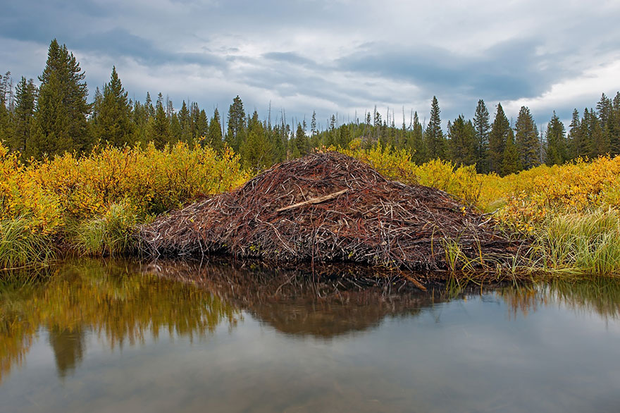 animal-architecture-nests-121