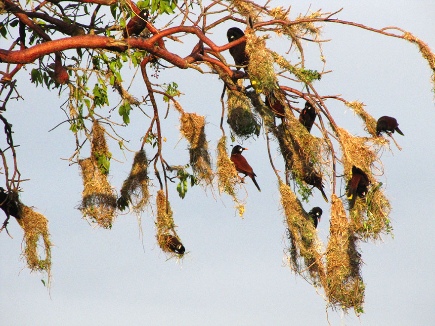 animal-architecture-nests-3-2