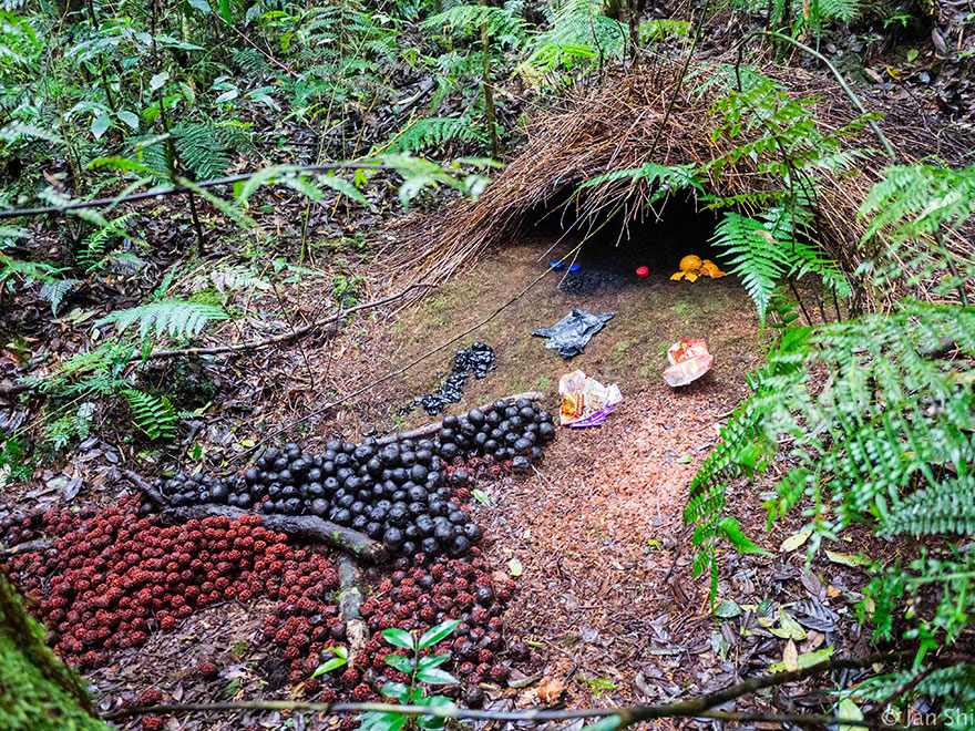 animal-architecture-nests-4-6