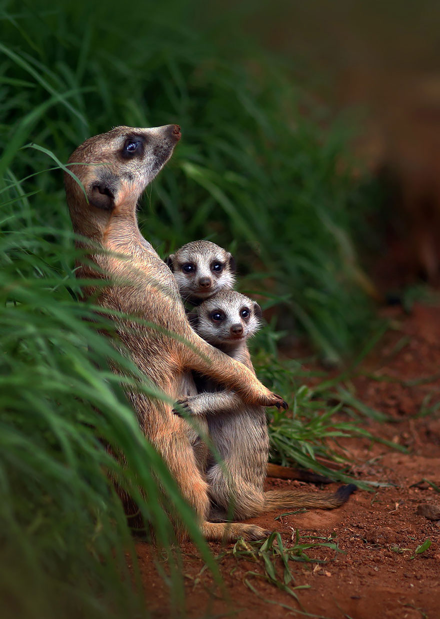 These Animal Families Posing In Pictures Will Make You Love Animals
