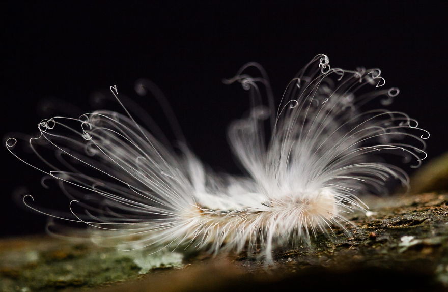 Hairy Caterpillar - Haarige Schmetterlingsraupe