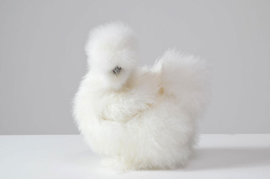 funny-hairy-animals-36__880