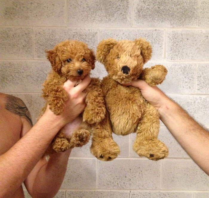 20-Dogs-That-Look-Like-Something-Else11__700__700