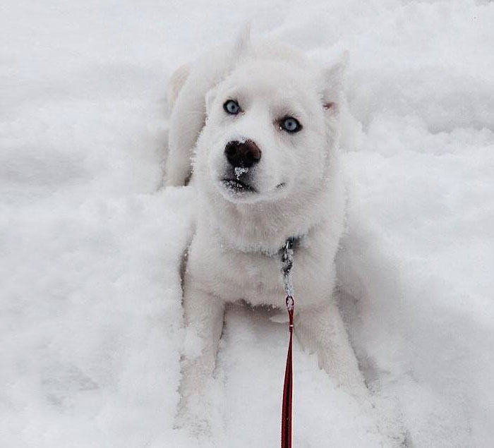 20-pictures-of-animals-playing-in-the-snow-for-the-first-time-2__700