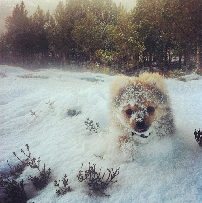 animals-first-time-seeing-snow-5__700