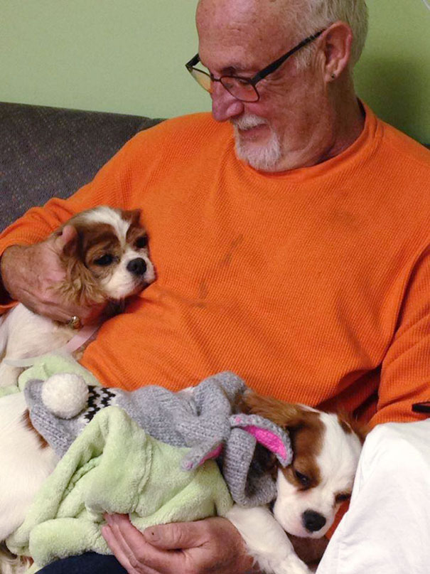 cavalier-king-charles-cocker-spaniel-rescue-puppy-mill-auction-11