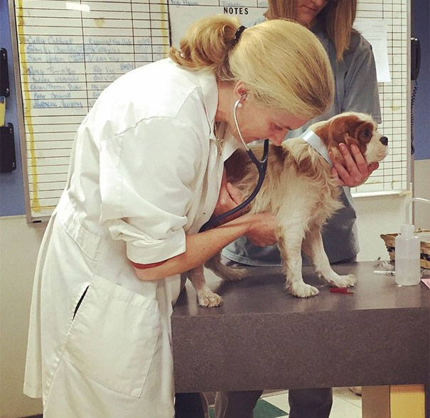 cavalier-king-charles-cocker-spaniel-rescue-puppy-mill-auction-30