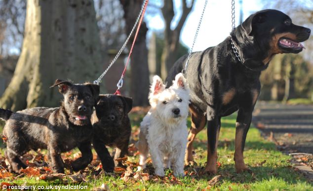 cute_wotties_puppies_01