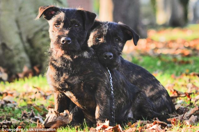 cute_wotties_puppies_02