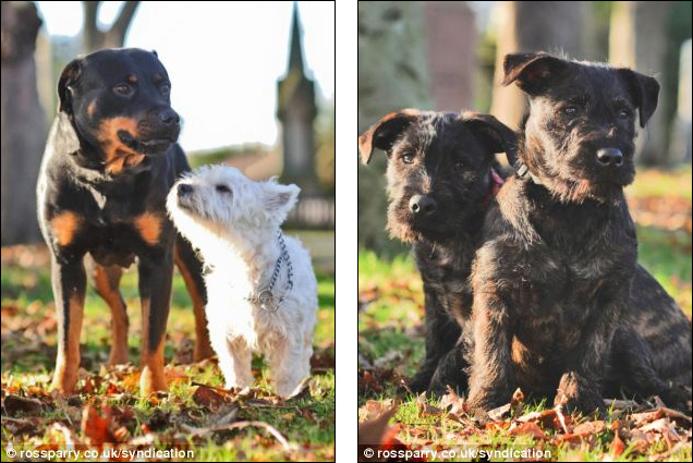 cute_wotties_puppies_03