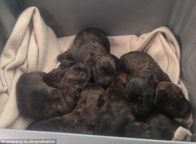 cute_wotties_puppies_04
