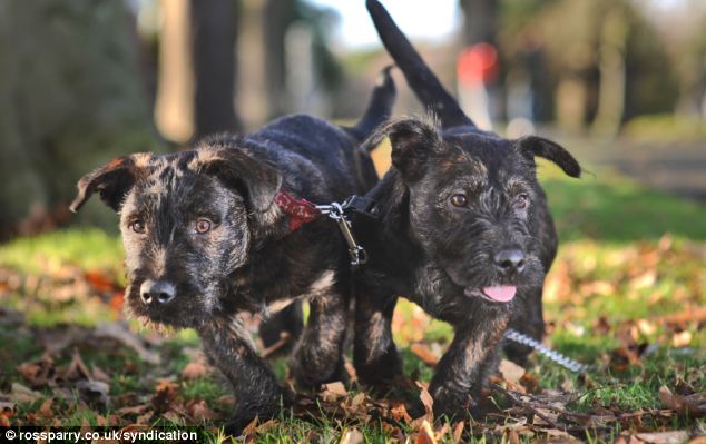 cute_wotties_puppies_05