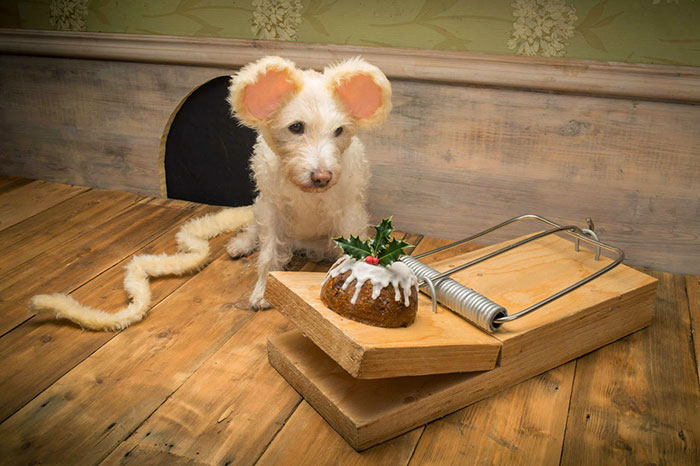 dog-transformed-to-other-animals-holiday-card-5