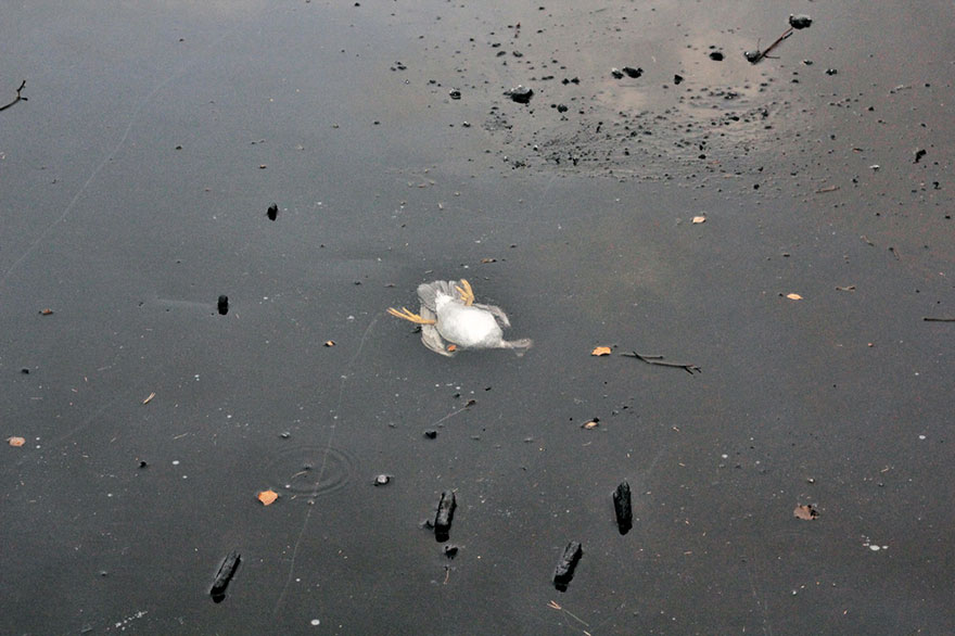duck-rescue-frozen-lake-norway-10