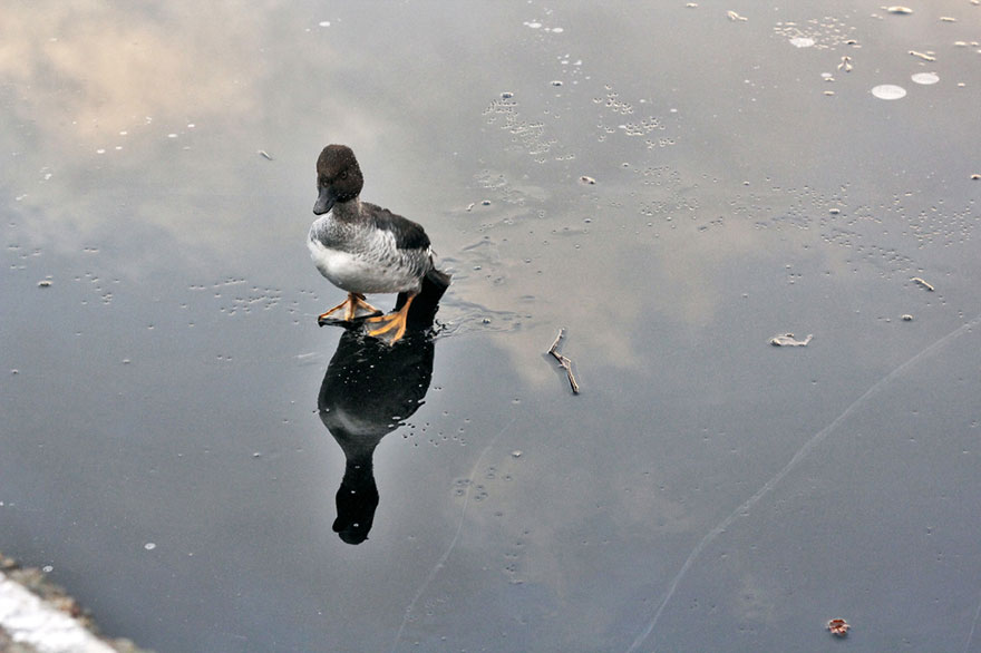 duck-rescue-frozen-lake-norway-9