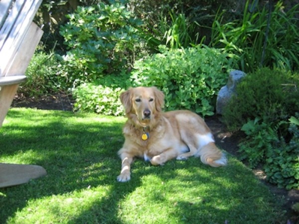 alfie-At-Home-in-His-Garden-600x450