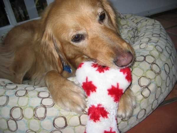 alfie-Celebrating-Canada-Day-600x450