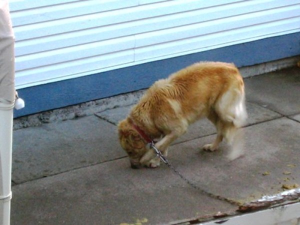 alfie-before-2-web-600x450