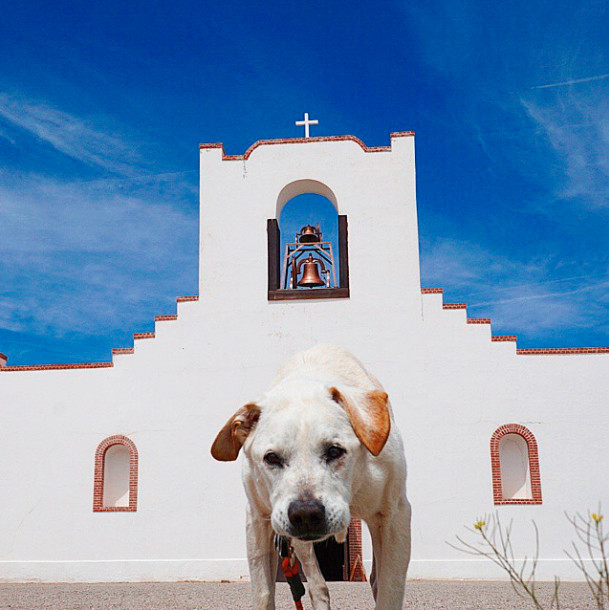 poh-the-dog-4