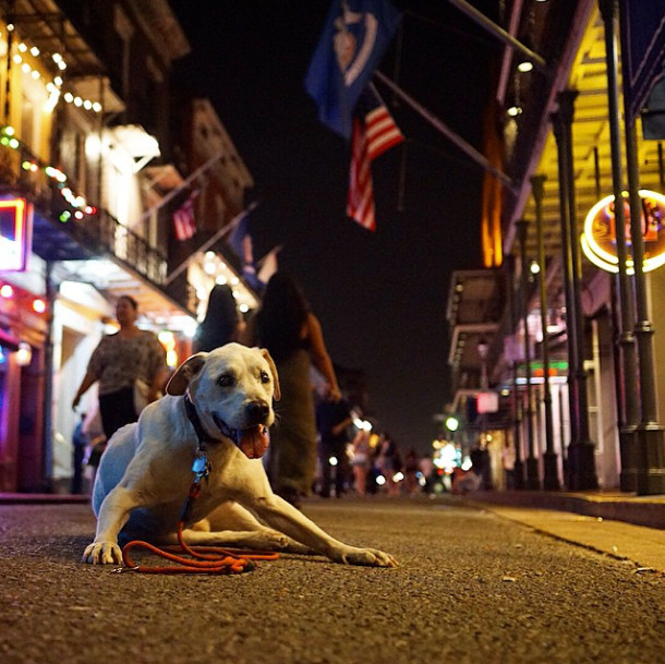 poh-the-dog-trip3