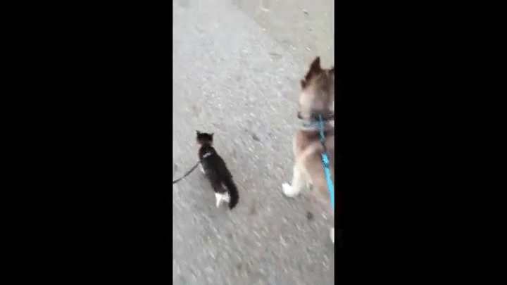 leash-gif-large1