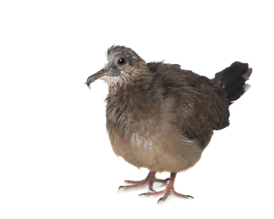Hedwig-half-of-skull-removed-due-to-infection1__880