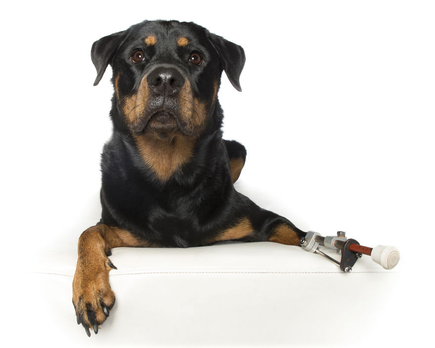 Savannah-2implant-in-leg-RIP1__880