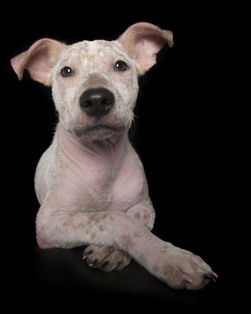 Spike-mange1__880