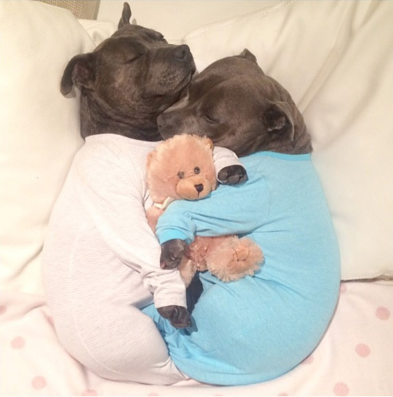 cute-dog-brothers-staffie-pit-bull-terriers-blueboys-119