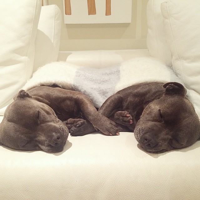 cute-dog-brothers-staffie-pit-bull-terriers-blueboys-12